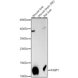 Western Blot - Anti-FABP1 Antibody (A329354) - Antibodies.com
