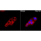 Immunofluorescence - Anti-FABP1 Antibody (A329354) - Antibodies.com