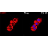 Immunofluorescence - Anti-FABP1 Antibody (A329354) - Antibodies.com