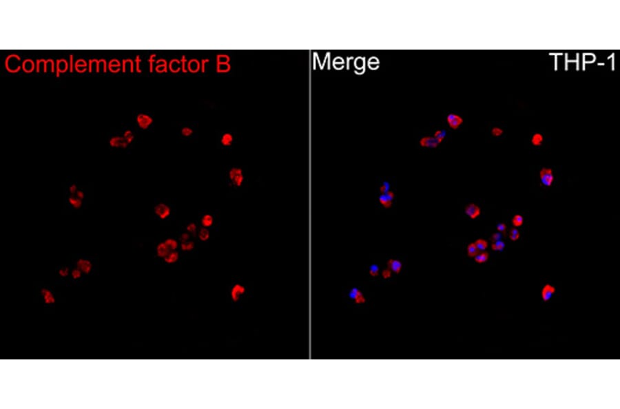Immunofluorescence - Anti-Factor B Antibody (A329355) - Antibodies.com