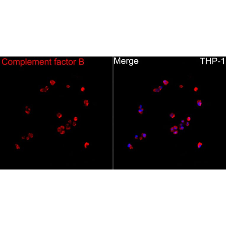 Immunofluorescence - Anti-Factor B Antibody (A329355) - Antibodies.com