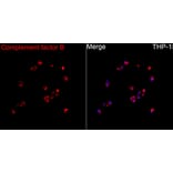 Immunofluorescence - Anti-Factor B Antibody (A329355) - Antibodies.com