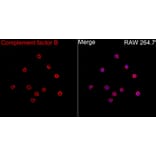 Immunofluorescence - Anti-Factor B Antibody (A329355) - Antibodies.com