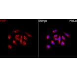 Immunofluorescence - Anti-FAP Antibody (A329363) - Antibodies.com