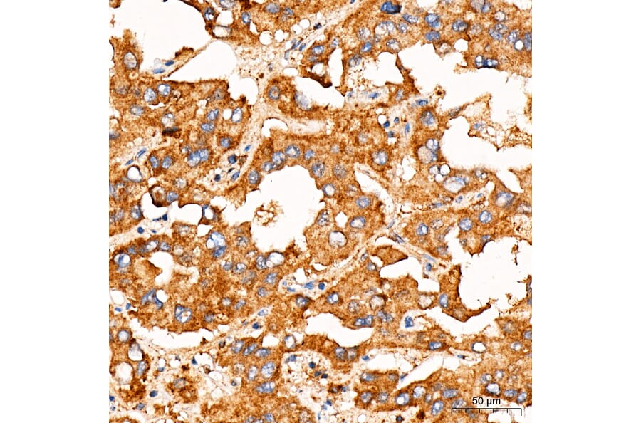 Immunohistochemistry - Anti-FASTKD2 Antibody (A329364) - Antibodies.com