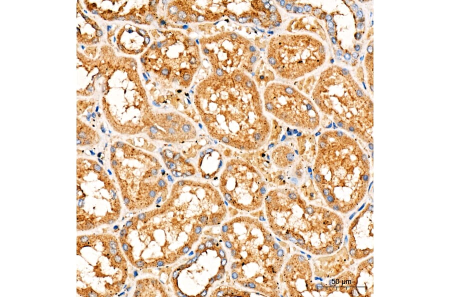 Immunohistochemistry - Anti-FASTKD2 Antibody (A329364) - Antibodies.com