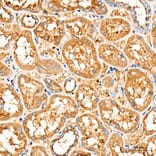 Immunohistochemistry - Anti-FASTKD2 Antibody (A329364) - Antibodies.com