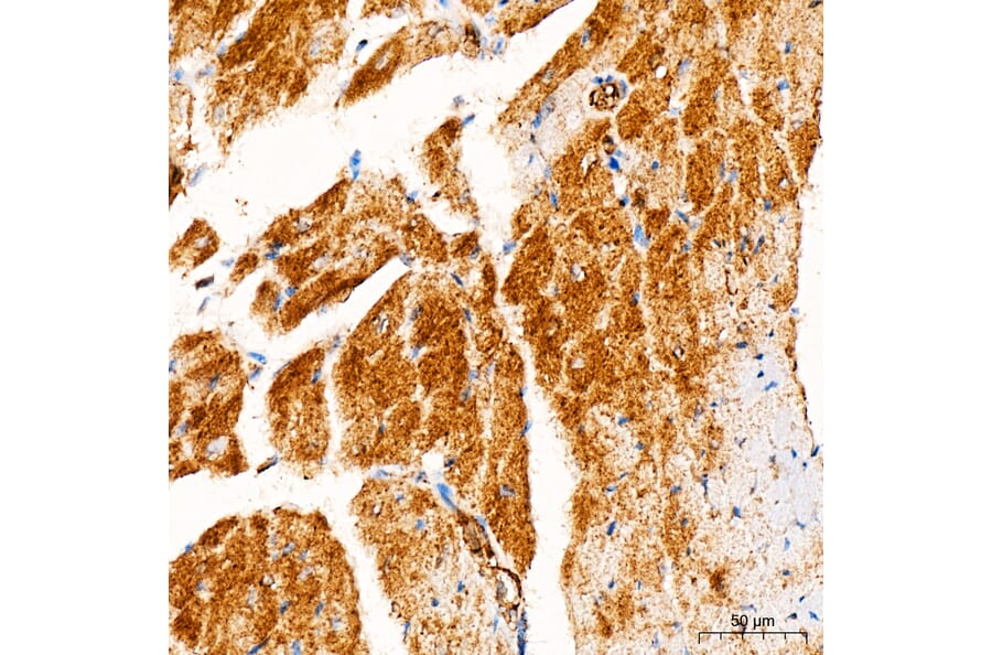 Immunohistochemistry - Anti-FASTKD2 Antibody (A329364) - Antibodies.com