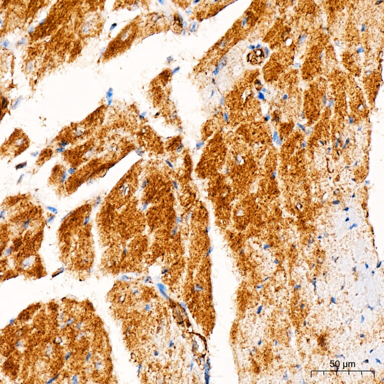 Immunohistochemistry - Anti-FASTKD2 Antibody (A329364) - Antibodies.com