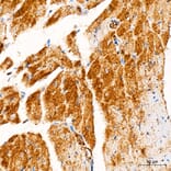 Immunohistochemistry - Anti-FASTKD2 Antibody (A329364) - Antibodies.com