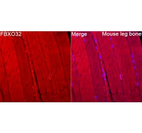 Immunofluorescence - Anti-Fbx32 Antibody (A329365) - Antibodies.com