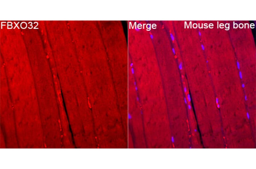 Immunofluorescence - Anti-Fbx32 Antibody (A329365) - Antibodies.com