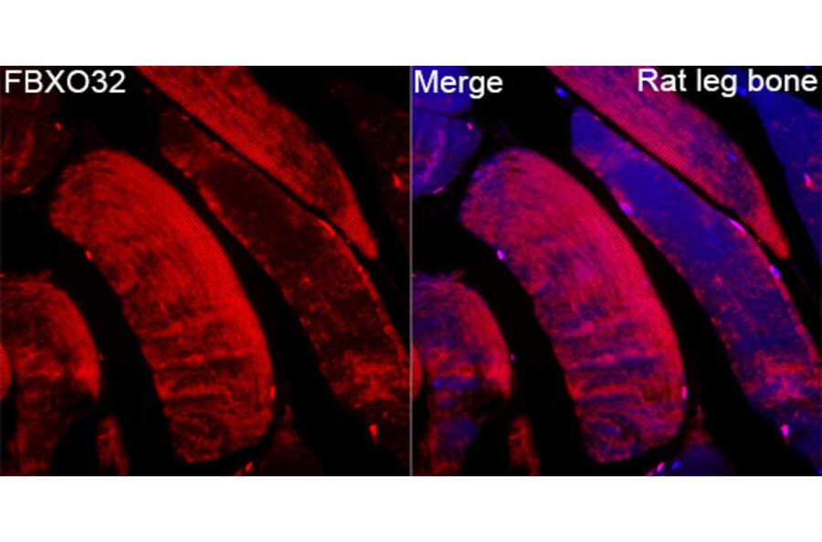 Immunofluorescence - Anti-Fbx32 Antibody (A329365) - Antibodies.com