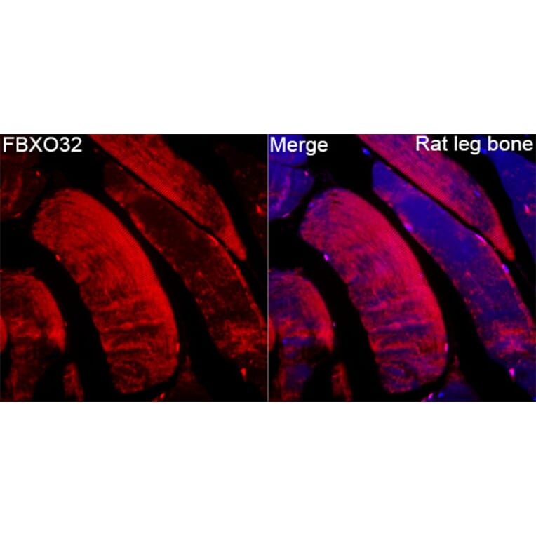 Immunofluorescence - Anti-Fbx32 Antibody (A329365) - Antibodies.com