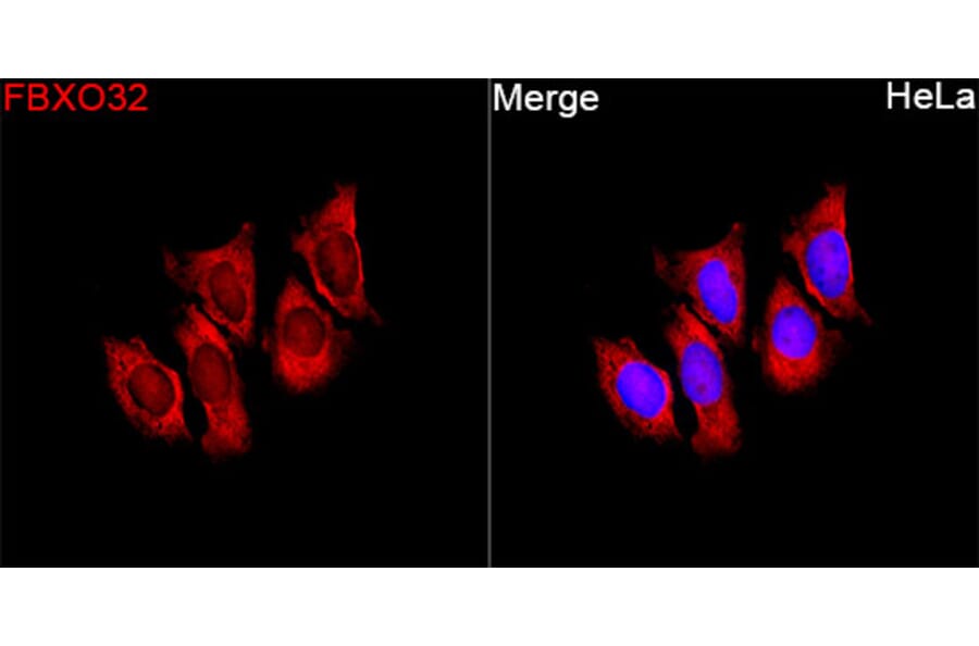 Immunofluorescence - Anti-Fbx32 Antibody (A329365) - Antibodies.com