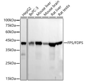 Western Blot - Anti-FDPS Antibody [ARC56378] (A329367) - Antibodies.com