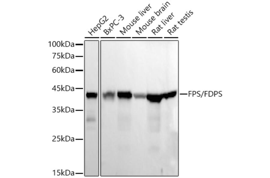 Western Blot - Anti-FDPS Antibody [ARC56378] (A329367) - Antibodies.com