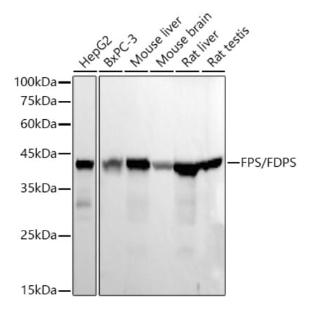 Western Blot - Anti-FDPS Antibody [ARC56378] (A329367) - Antibodies.com