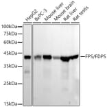 Western Blot - Anti-FDPS Antibody [ARC56378] (A329367) - Antibodies.com
