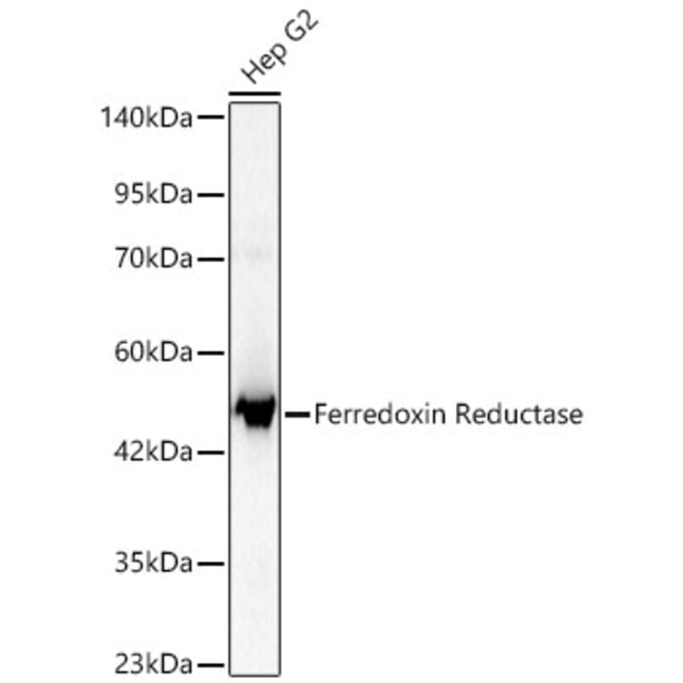 Western Blot - Anti-Ferredoxin Reductase Antibody (A329368) - Antibodies.com