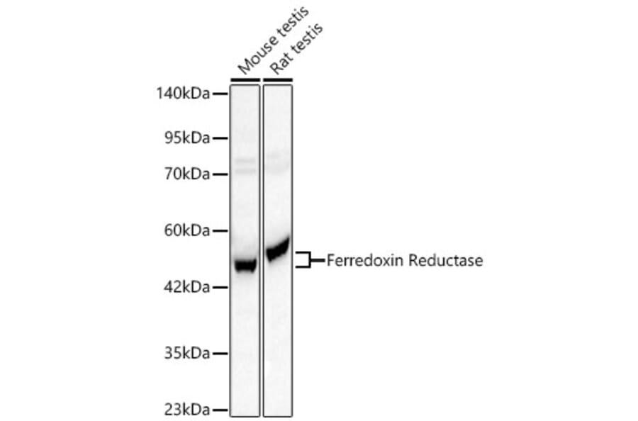 Western Blot - Anti-Ferredoxin Reductase Antibody (A329368) - Antibodies.com