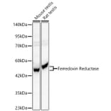 Western Blot - Anti-Ferredoxin Reductase Antibody (A329368) - Antibodies.com
