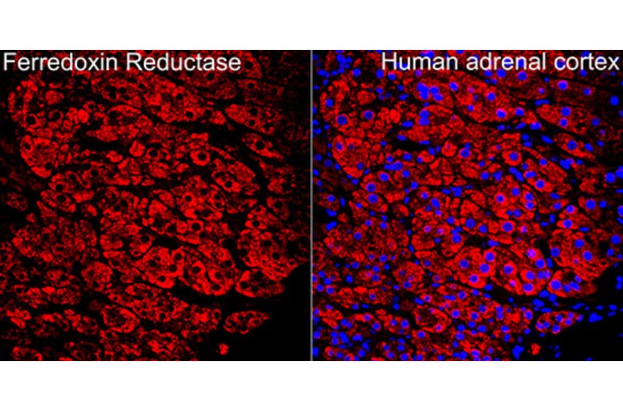 Immunofluorescence - Anti-Ferredoxin Reductase Antibody (A329368) - Antibodies.com