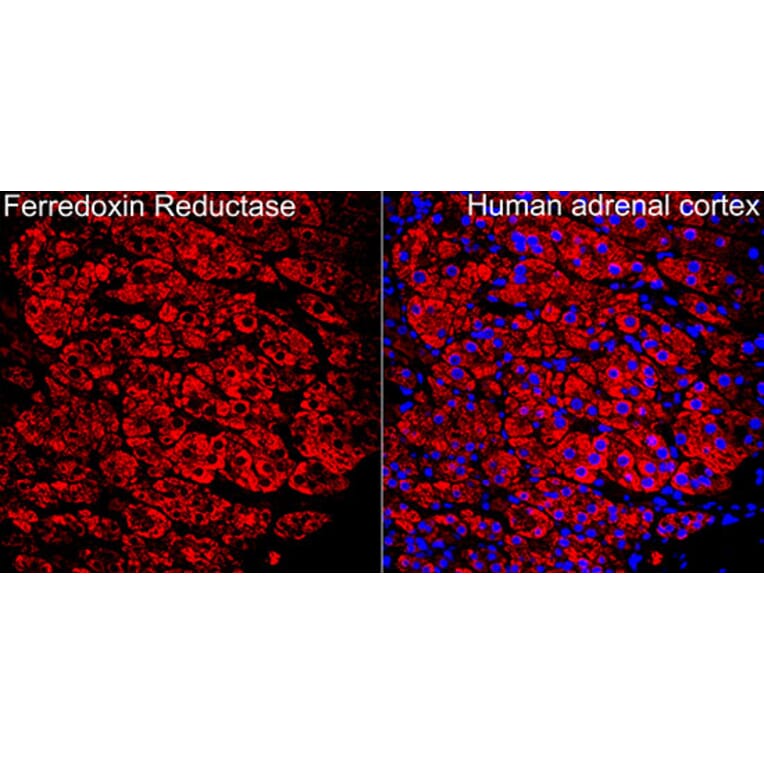 Immunofluorescence - Anti-Ferredoxin Reductase Antibody (A329368) - Antibodies.com