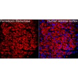 Immunofluorescence - Anti-Ferredoxin Reductase Antibody (A329368) - Antibodies.com