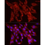 Immunofluorescence - Anti-FGF2 Antibody [ARC51103] (A329369) - Antibodies.com