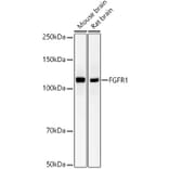 Western Blot - Anti-FGFR1 Antibody [ARC53422] (A329370) - Antibodies.com