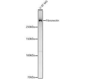 Western Blot - Anti-Fibronectin Antibody (A329372) - Antibodies.com