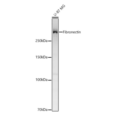 Western Blot - Anti-Fibronectin Antibody (A329372) - Antibodies.com