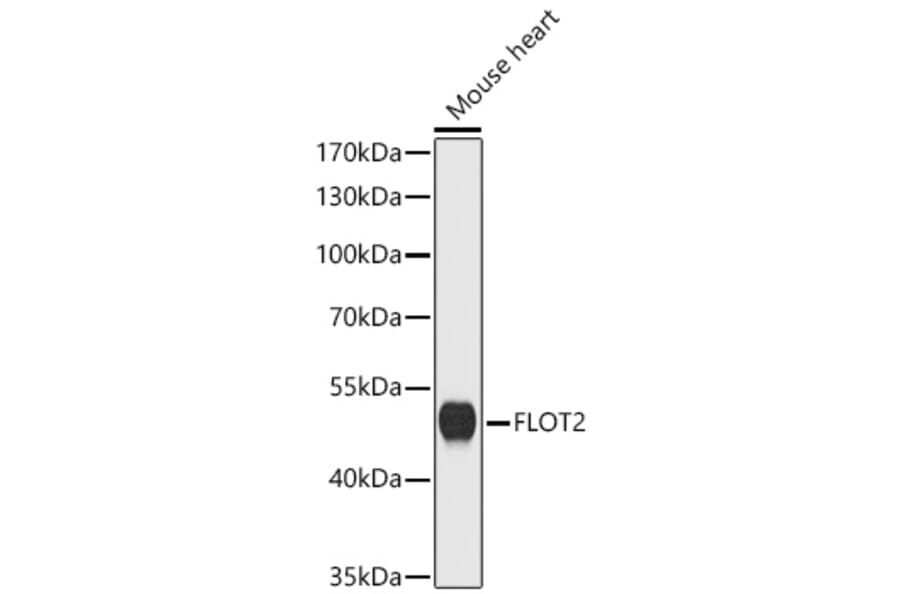 Western Blot - Anti-Flotillin 2 Antibody (A329373) - Antibodies.com