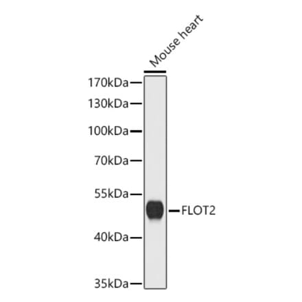 Western Blot - Anti-Flotillin 2 Antibody (A329373) - Antibodies.com
