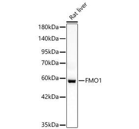 Western Blot - Anti-FMO1 Antibody (A329374) - Antibodies.com