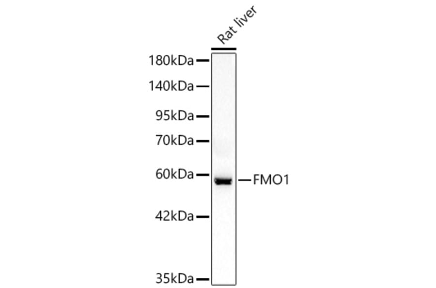 Western Blot - Anti-FMO1 Antibody (A329374) - Antibodies.com