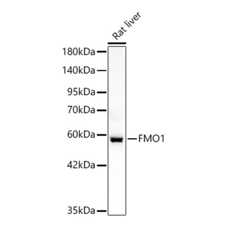 Western Blot - Anti-FMO1 Antibody (A329374) - Antibodies.com