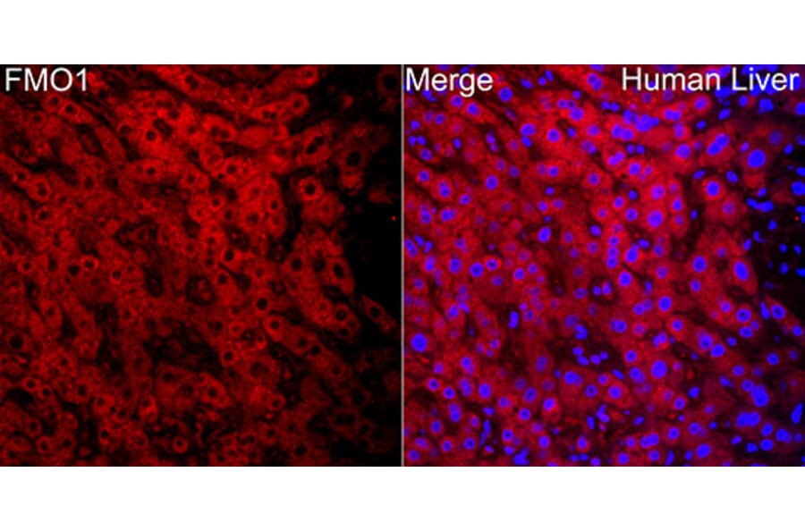 Immunofluorescence - Anti-FMO1 Antibody (A329374) - Antibodies.com