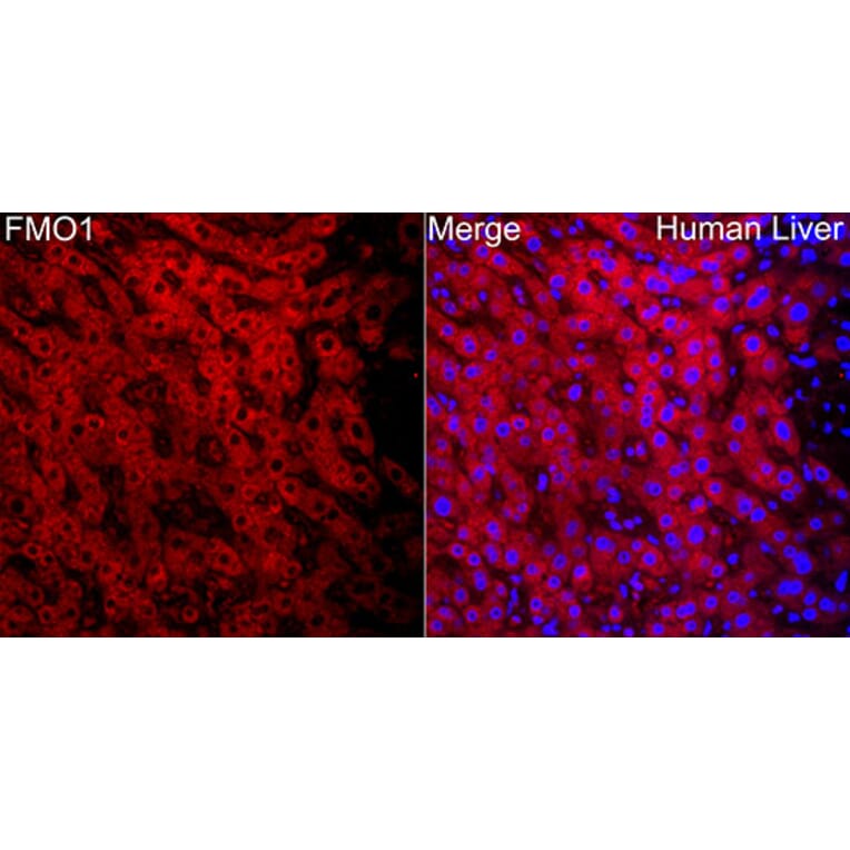 Immunofluorescence - Anti-FMO1 Antibody (A329374) - Antibodies.com