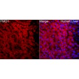 Immunofluorescence - Anti-FMO1 Antibody (A329374) - Antibodies.com