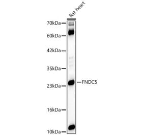 Western Blot - Anti-FNDC5 Antibody (A329375) - Antibodies.com
