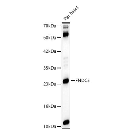 Western Blot - Anti-FNDC5 Antibody (A329375) - Antibodies.com