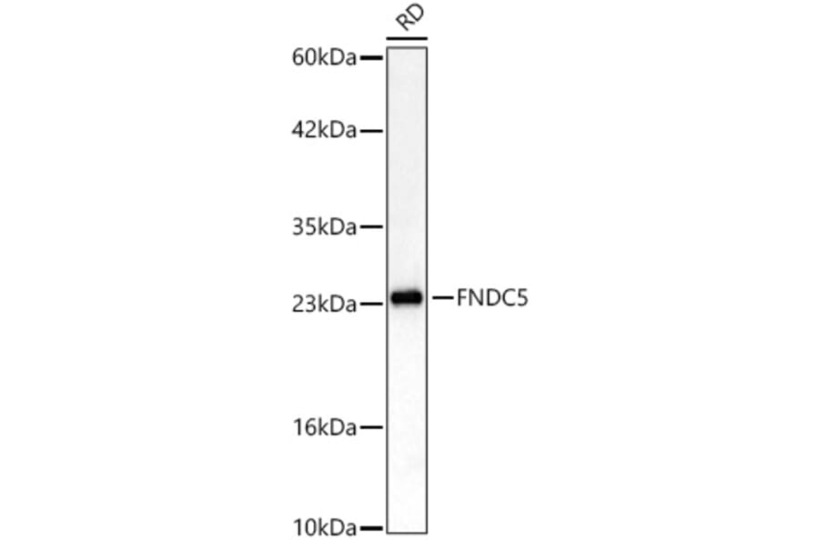 Western Blot - Anti-FNDC5 Antibody (A329375) - Antibodies.com