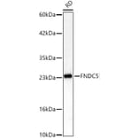 Western Blot - Anti-FNDC5 Antibody (A329375) - Antibodies.com