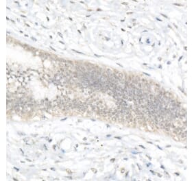 Immunohistochemistry - Anti-FOXQ1 Antibody (A329376) - Antibodies.com