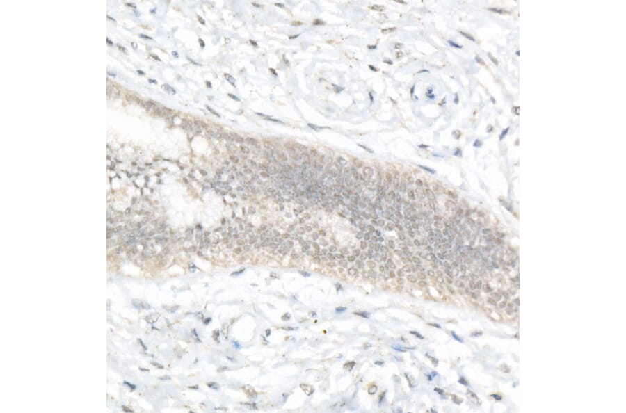 Immunohistochemistry - Anti-FOXQ1 Antibody (A329376) - Antibodies.com