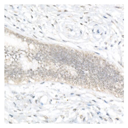 Immunohistochemistry - Anti-FOXQ1 Antibody (A329376) - Antibodies.com