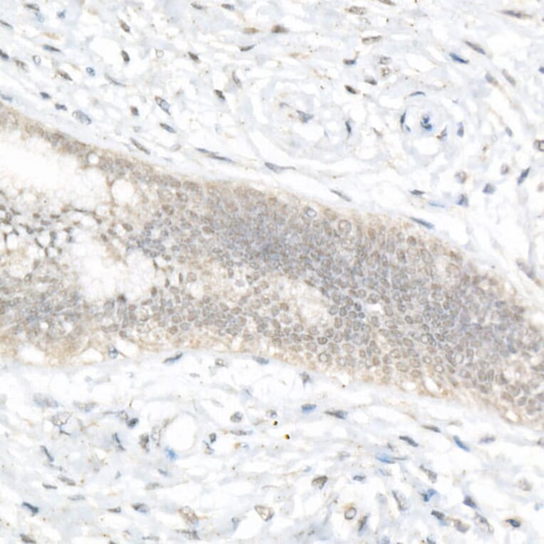 Immunohistochemistry - Anti-FOXQ1 Antibody (A329376) - Antibodies.com