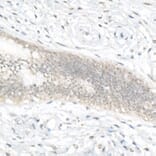 Immunohistochemistry - Anti-FOXQ1 Antibody (A329376) - Antibodies.com